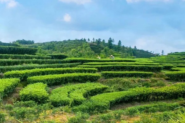 10亩茶叶的利润，能达到14-24万元左右