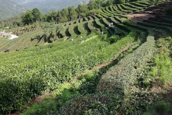 10亩茶叶的利润，能达到14-24万元左右