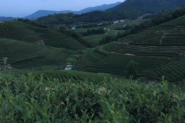 10亩茶叶的利润，能达到14-24万元左右