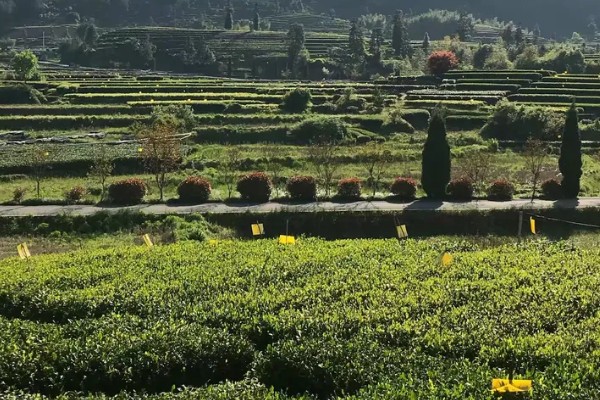 10亩茶叶的利润，能达到14-24万元左右