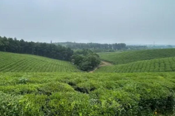 10亩茶叶的利润，能达到14-24万元左右