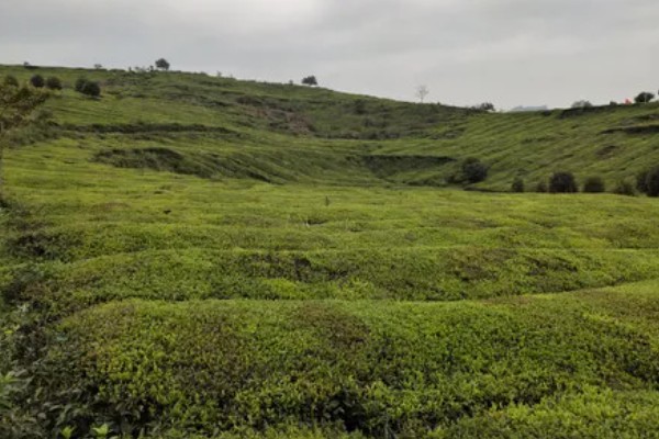 10亩茶叶的利润，能达到14-24万元左右