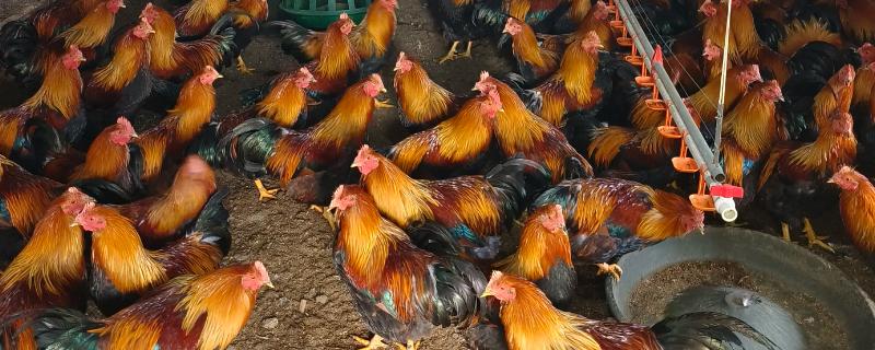 怎么靠养鸡赚钱，下面六点首先要了解