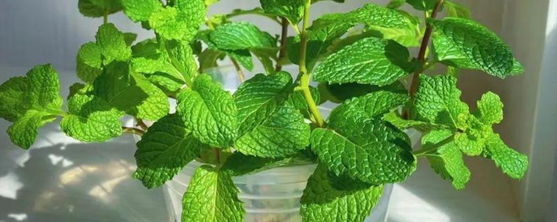 薄荷能水培种植吗，可以水培种植