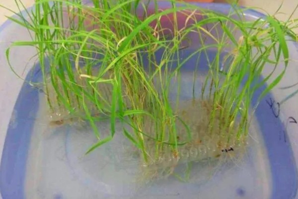 什么是腐殖酸，分成煤类物质和非煤类物质