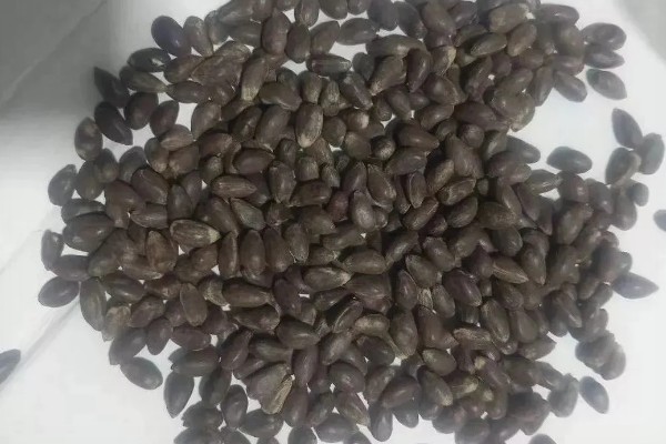 什么是腐殖酸，分成煤类物质和非煤类物质