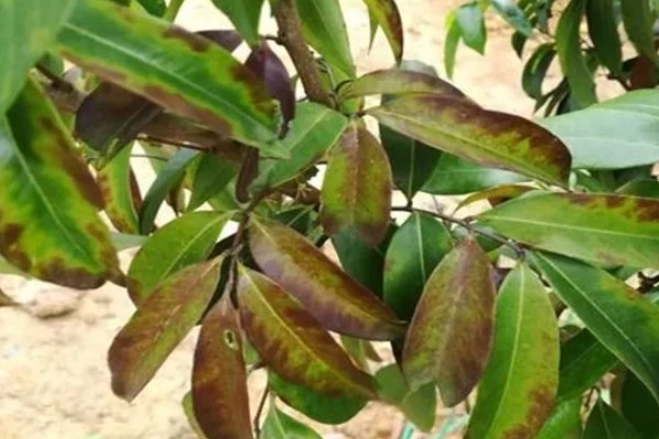 荔枝炭疽病怎么防治，清园后可喷施灭病威悬浮剂