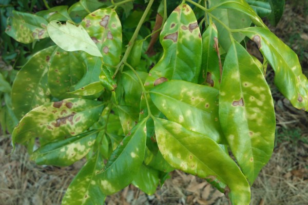 荔枝炭疽病怎么防治，清园后可喷施灭病威悬浮剂