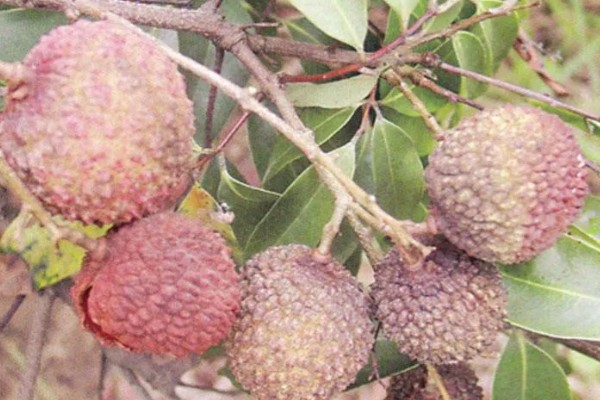 荔枝炭疽病怎么防治，清园后可喷施灭病威悬浮剂