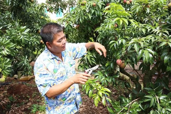 荔枝炭疽病怎么防治，清园后可喷施灭病威悬浮剂