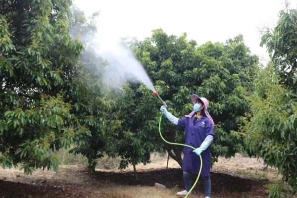 荔枝炭疽病怎么防治，清园后可喷施灭病威悬浮剂
