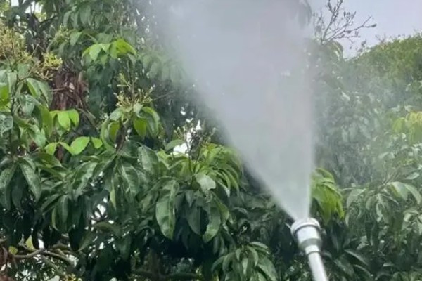 荔枝炭疽病怎么防治，清园后可喷施灭病威悬浮剂