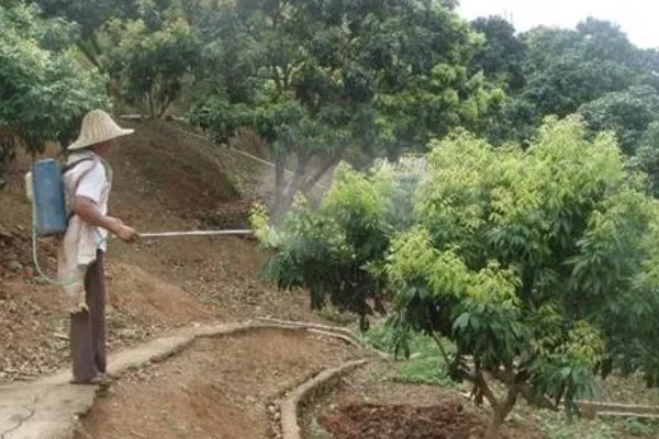 荔枝炭疽病怎么防治，清园后可喷施灭病威悬浮剂