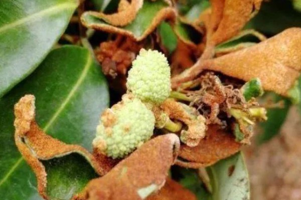 荔枝炭疽病怎么防治，清园后可喷施灭病威悬浮剂