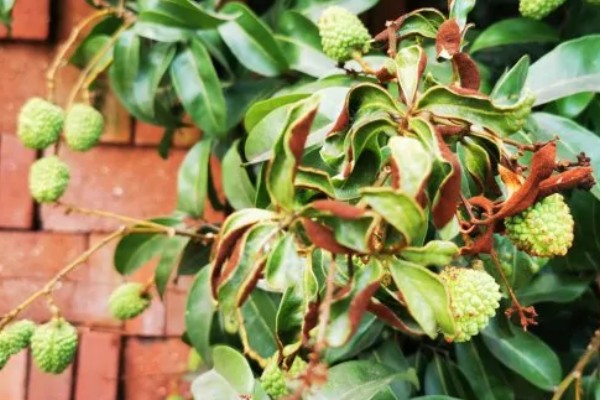 荔枝炭疽病怎么防治，清园后可喷施灭病威悬浮剂