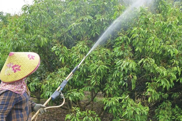 荔枝炭疽病怎么防治，清园后可喷施灭病威悬浮剂