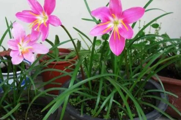 葱兰的爆盆方法，将温度保持在20-25℃