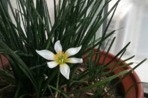 葱兰的爆盆方法，将温度保持在20-25℃