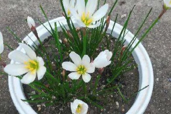 葱兰的爆盆方法，将温度保持在20-25℃