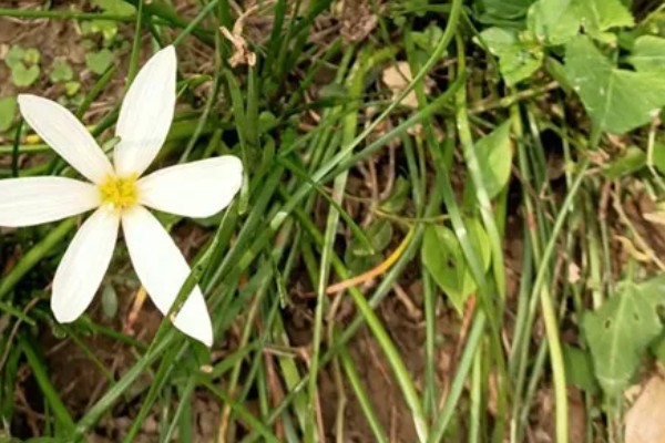 葱兰的爆盆方法，将温度保持在20-25℃