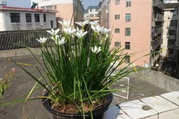 葱兰的爆盆方法，将温度保持在20-25℃