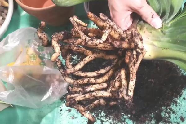 君子兰烂根烂叶怎么防治,及时将感染病害的根系全部剪掉