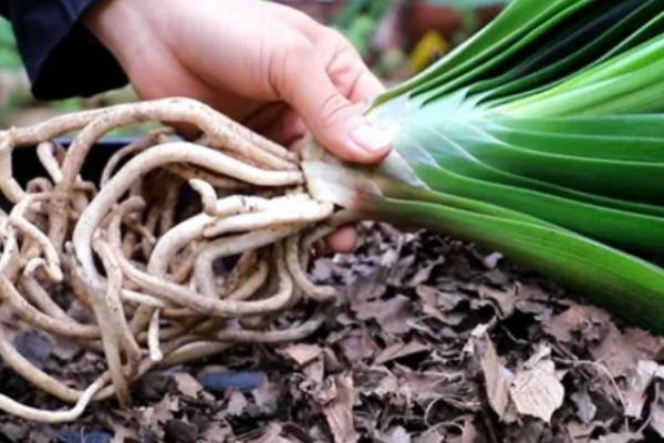 君子兰烂根烂叶怎么防治,及时将感染病害的根系全部剪掉