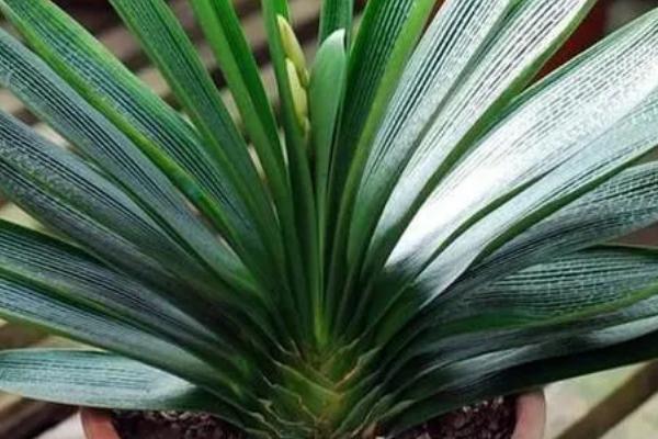 君子兰烂根烂叶怎么防治,及时将感染病害的根系全部剪掉