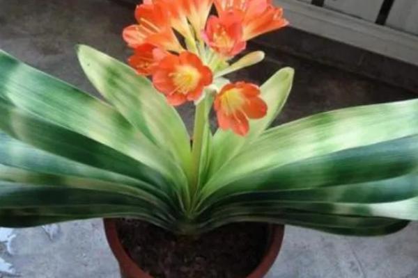 君子兰烂根烂叶怎么防治,及时将感染病害的根系全部剪掉