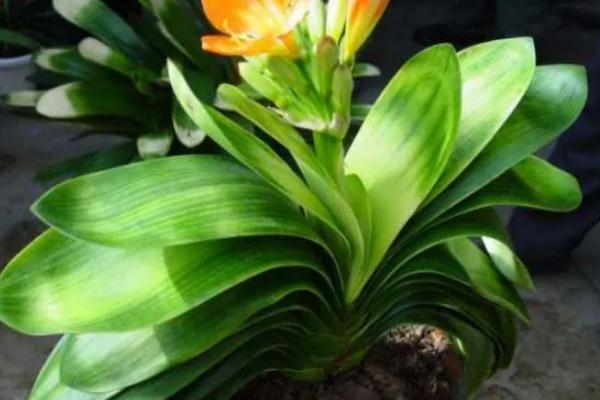 君子兰烂根烂叶怎么防治,及时将感染病害的根系全部剪掉