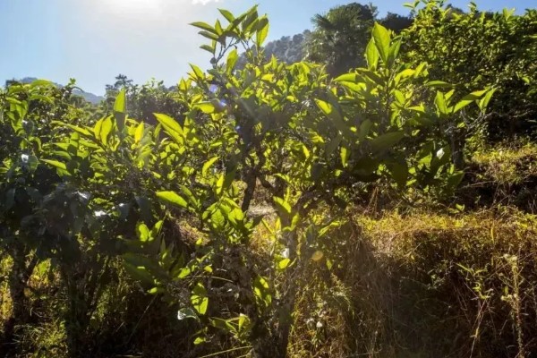 茶树是不是乔木,有乔木型也有灌木型