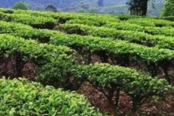 茶树是不是乔木,有乔木型也有灌木型