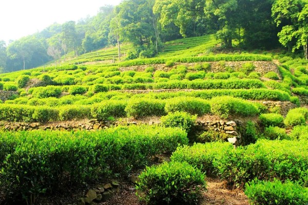 茶树是不是乔木,有乔木型也有灌木型