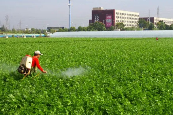 芹菜打什么药能变粗壮，可喷施三十烷醇等生长调节剂