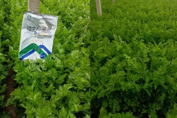 芹菜打什么药能变粗壮，可喷施三十烷醇等生长调节剂