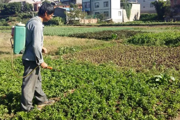 芹菜打什么药能变粗壮，可喷施三十烷醇等生长调节剂