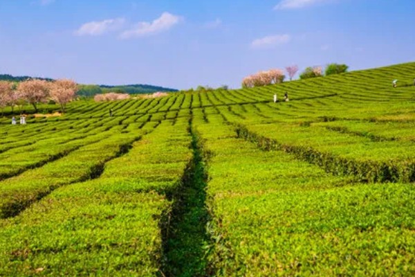 茶树是不是乔木,有乔木型也有灌木型
