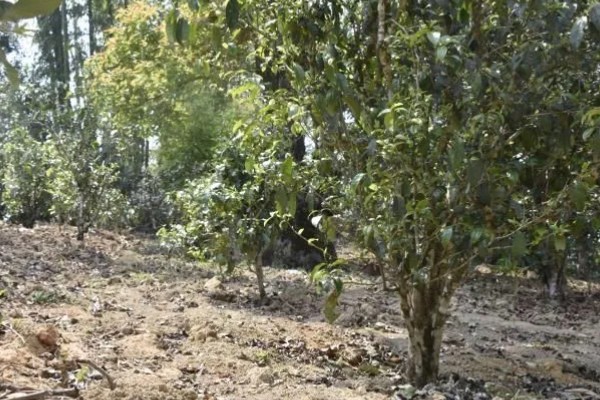 茶树是不是乔木,有乔木型也有灌木型