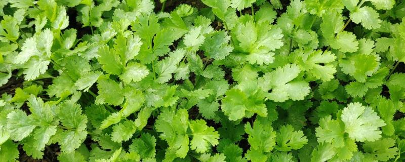 5到6月份香菜种植方法，要选择小叶品种