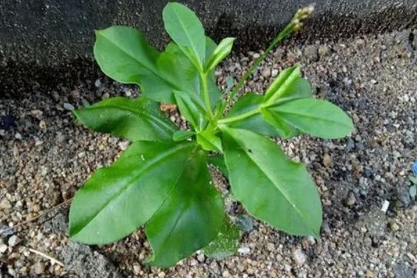 土人参的种类，只有一种属于马齿苋科植物