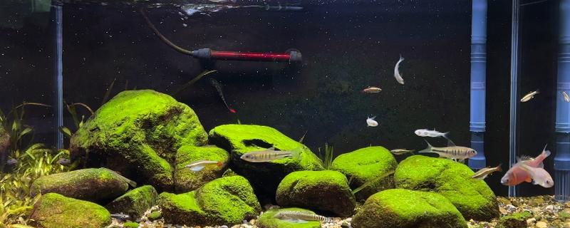 原生缸适合养什么鱼，适合养鳑鲏鱼、虾虎鱼等