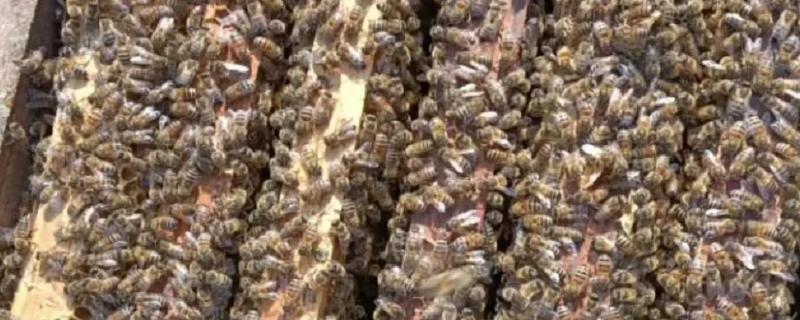 意蜂治螨的方法，主要有以下3种