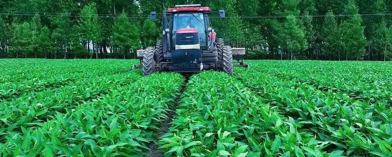 大豆苗期的管理技术，查苗后要及时间苗