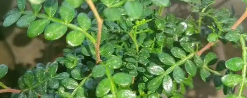 驱蚊草怎么养殖，平时每隔3-6天浇一次水