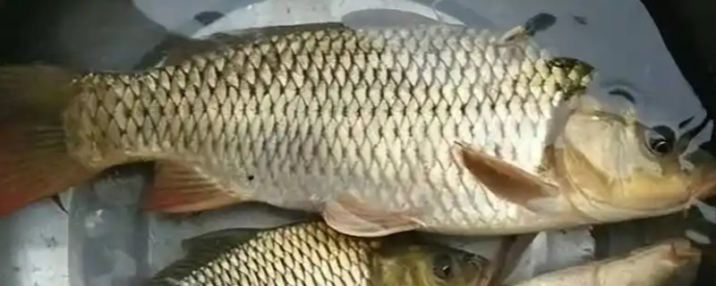 鲤鱼在产卵期开口吗，通常不开口