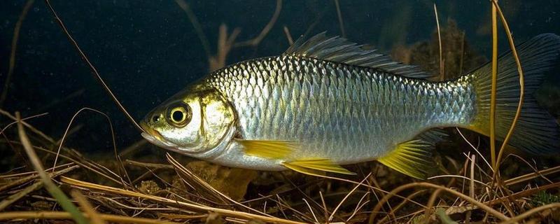 10年的鲫鱼可以长多大，可以长到50-100g左右