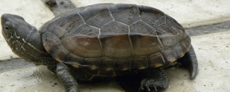 中华花龟不吃东西的解决方法，可以更换投喂的食物