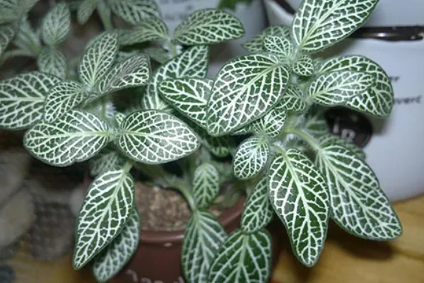 白网纹草的养殖方法，每天接受4-6小时的散射光