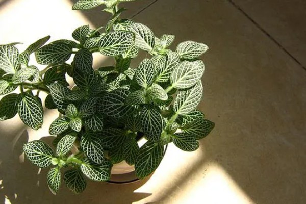 白网纹草的养殖方法，每天接受4-6小时的散射光