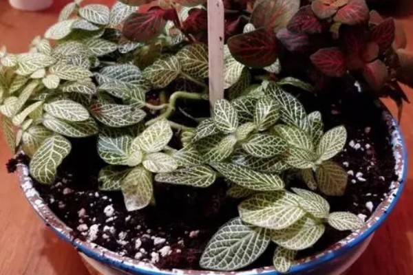 白网纹草的养殖方法，每天接受4-6小时的散射光